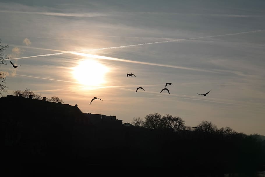 Sunset, Birds, Fly, Contrail, Sky, clouds, golden, sparkle HD wallpaper