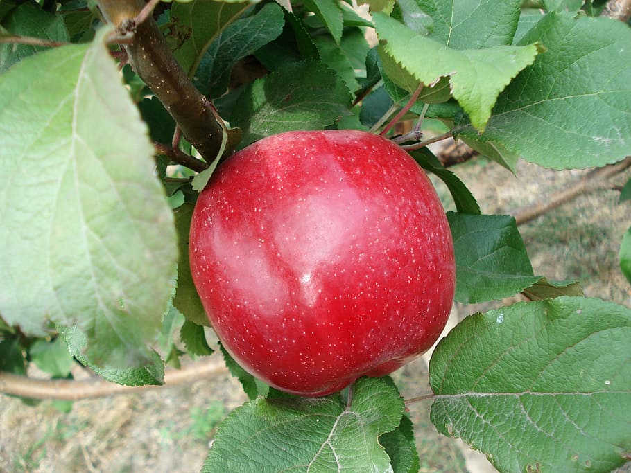 Fruit, Red, Apple, Apple Tree, Food, nature, agriculture, harvest HD wallpaper