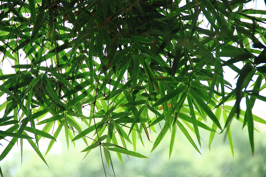 close-up photography of green leaves, bamboo, spring, leaf HD wallpaper