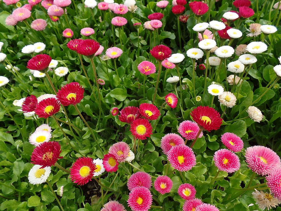 nature, spring, flowers, park, plants, flowering plant, freshness HD wallpaper