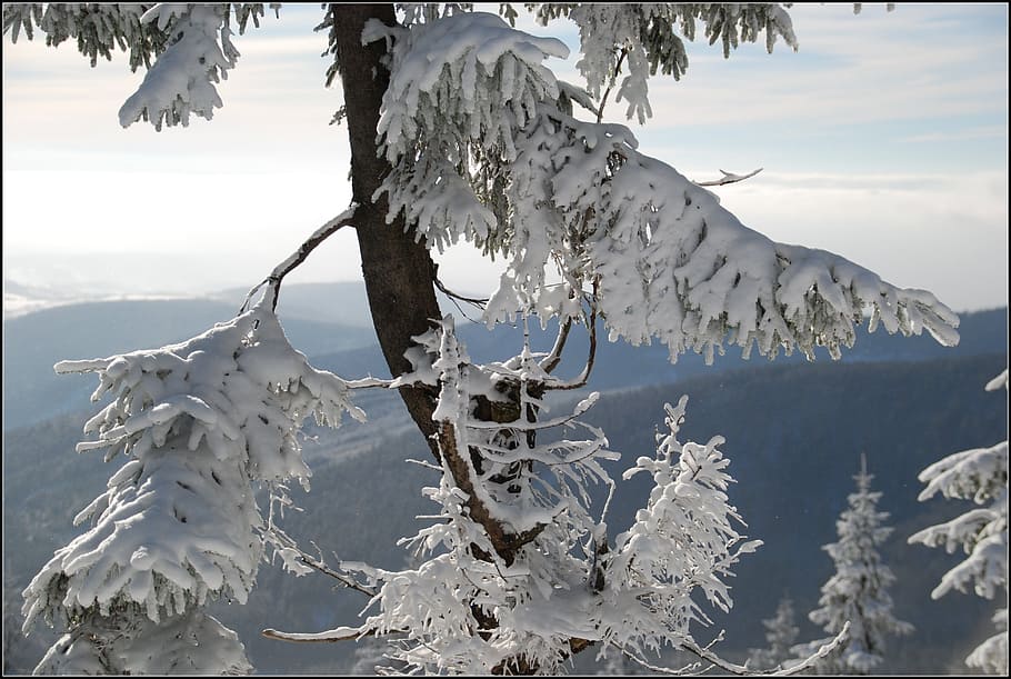 Snow, Winter, Tree, cold temperature, frozen, ice, nature, plant HD wallpaper