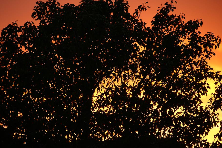 Tree, Silhouette, Sunset, Golden, sky, peaceful, orange, landscape HD wallpaper