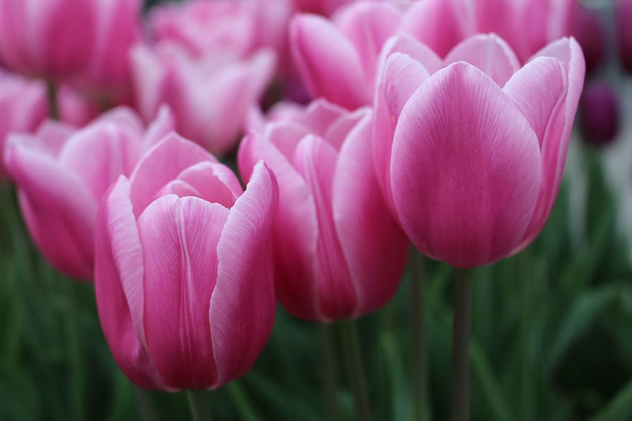 tulip, flower, nature, flowering plant, beauty in nature, freshness HD wallpaper