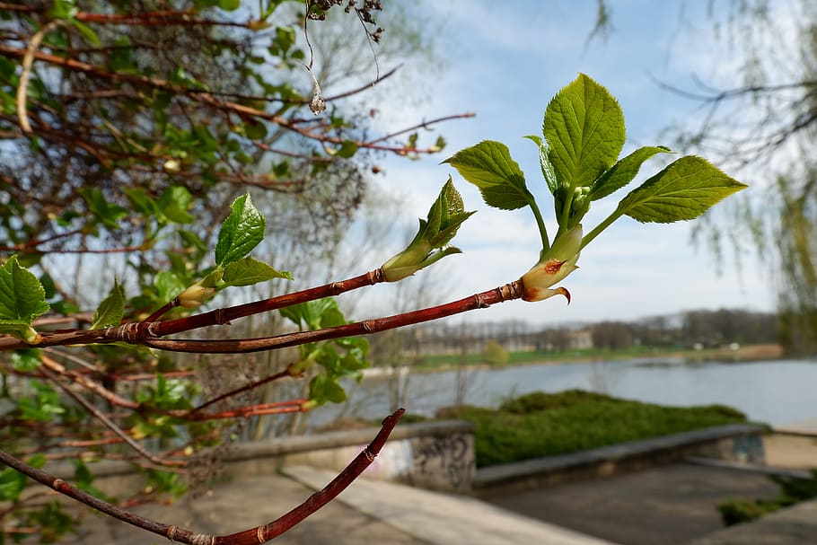 nature, waters, leaf, tree, plant spring, bud, landscape, green HD wallpaper
