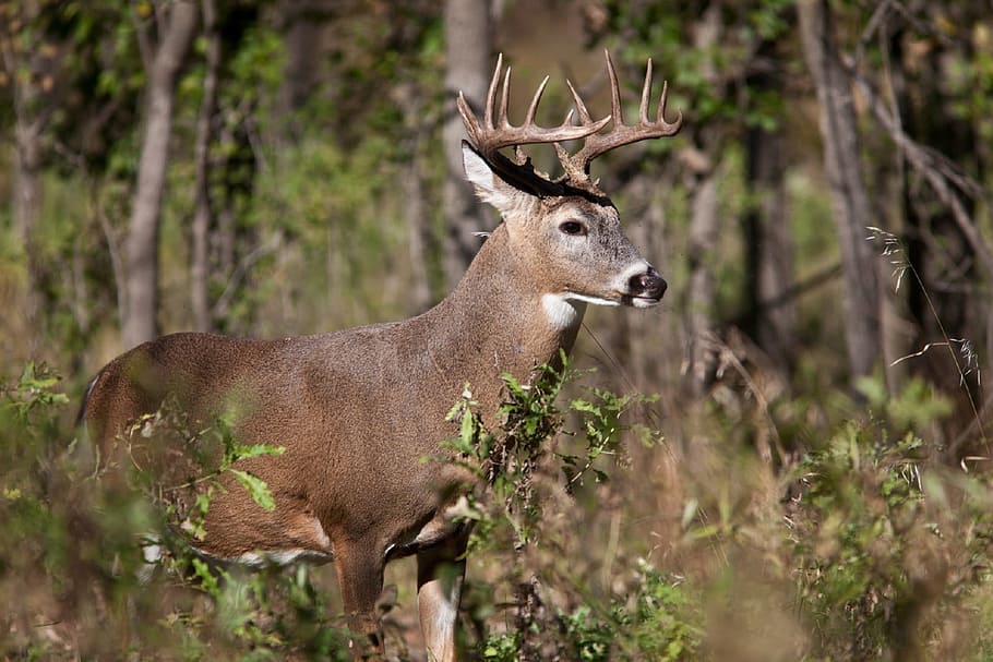 brown and white deer surrounded by trees, white tail deer, portrait, HD wallpaper