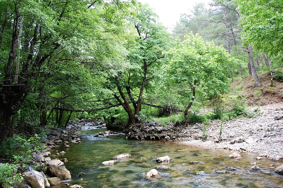 nature, green, spring, forest, tree, river, stream, outdoors HD wallpaper