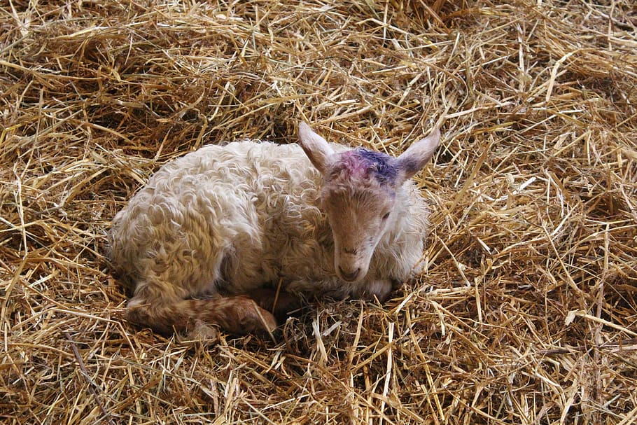 sheep, breeding, farm, sheepfold, animals, animal themes, mammal HD wallpaper