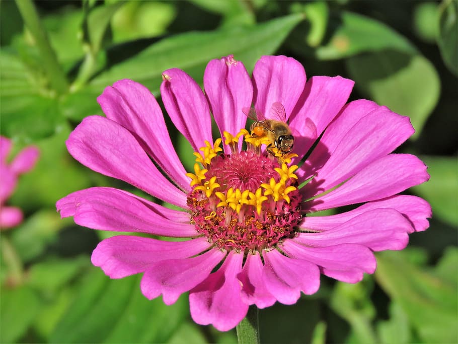 flower, pink, yellow, bee, garden, up close, flowering plant HD wallpaper