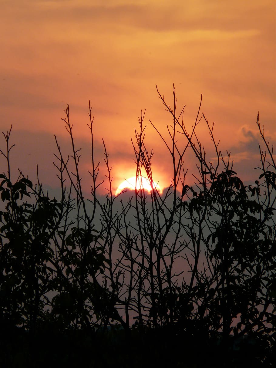 sunset, nature, mood, view, tree, sky, silhouette, beauty in nature HD wallpaper