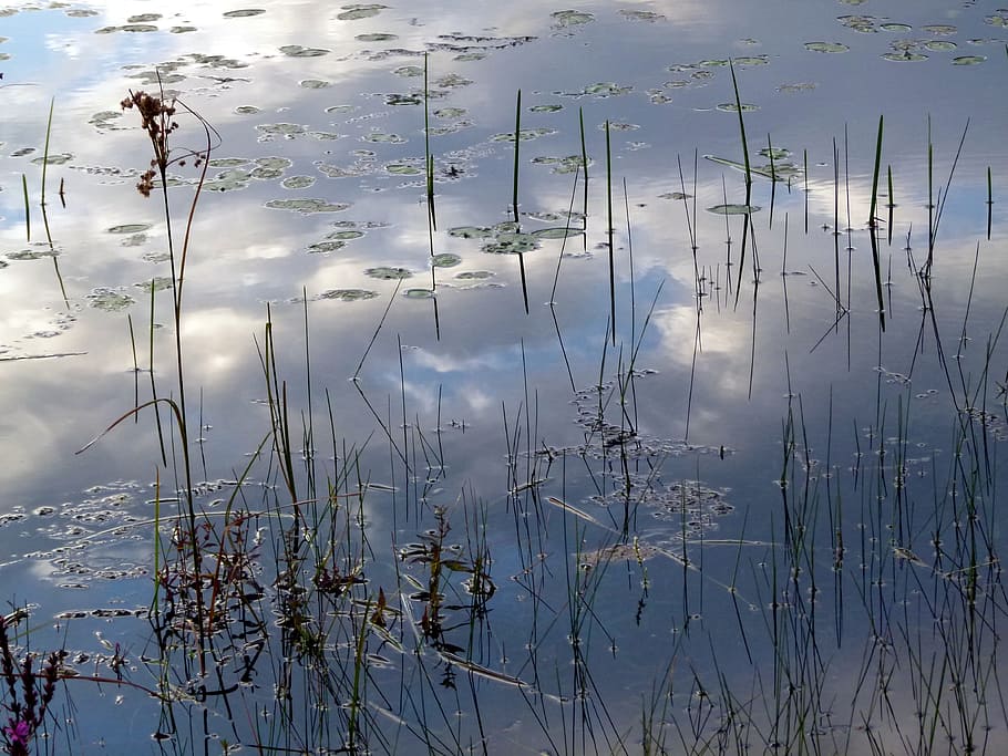 water, reflection, lake, blue, sky, weeds, clouds, plant, nature HD wallpaper