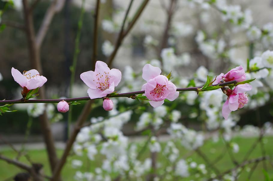 spring, flower, pink, flowering plant, fragility, freshness HD wallpaper