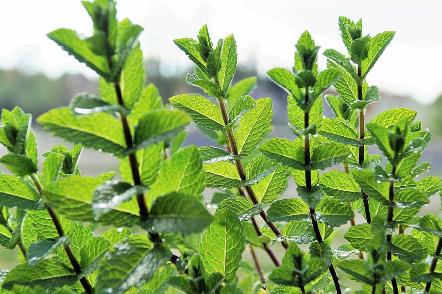green plants, Mint, Peppermint, Menthol, Mojito, cocktail, herb HD wallpaper