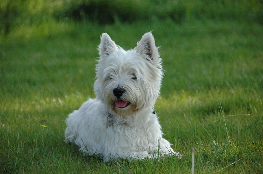 dog, west highland terrier, westie, domestic, pets, canine, HD wallpaper