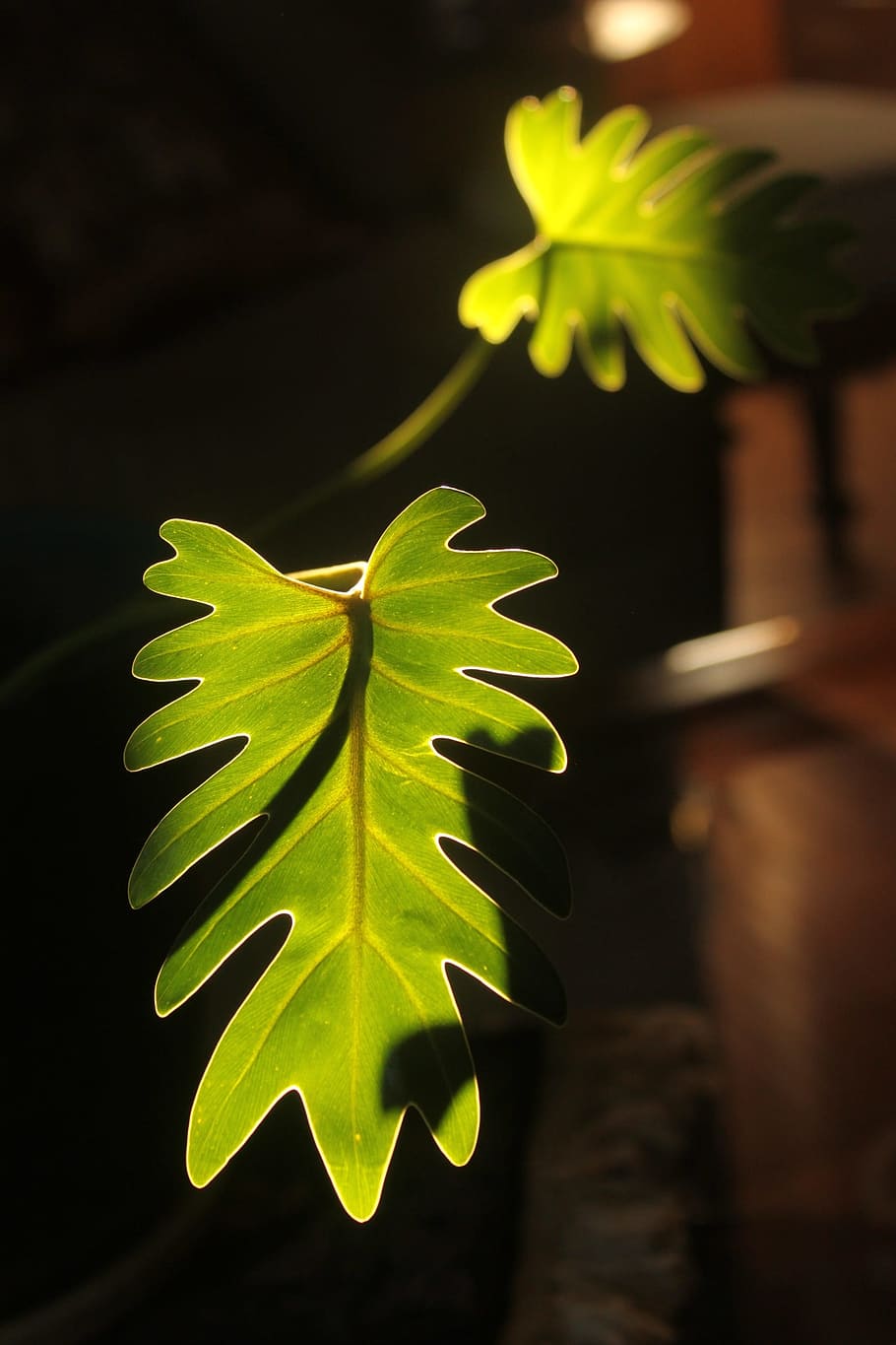 leaves, plants, green, green color, leaf, plant part, growth HD wallpaper