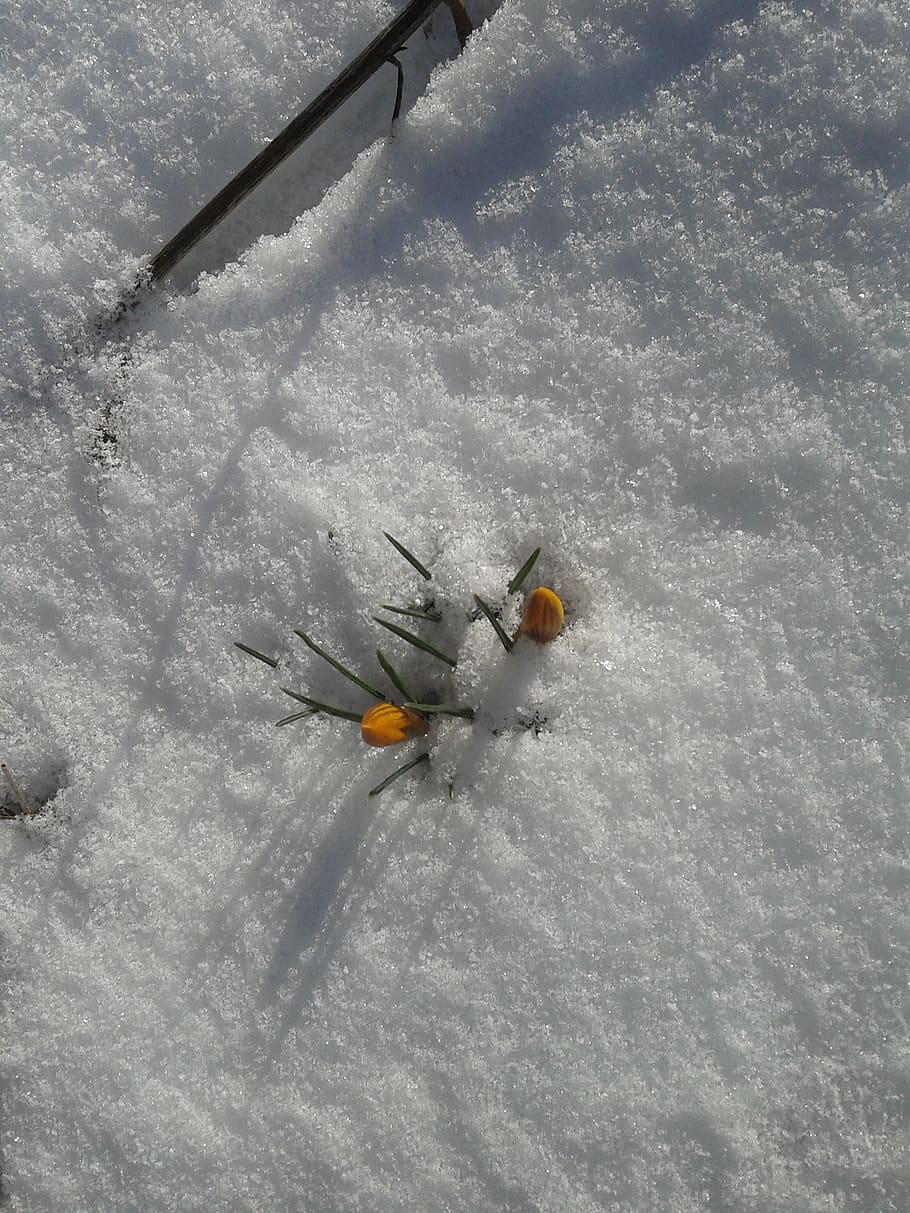 crocus, snow, spring, blossom, bloom, spring crocus, flowers HD wallpaper