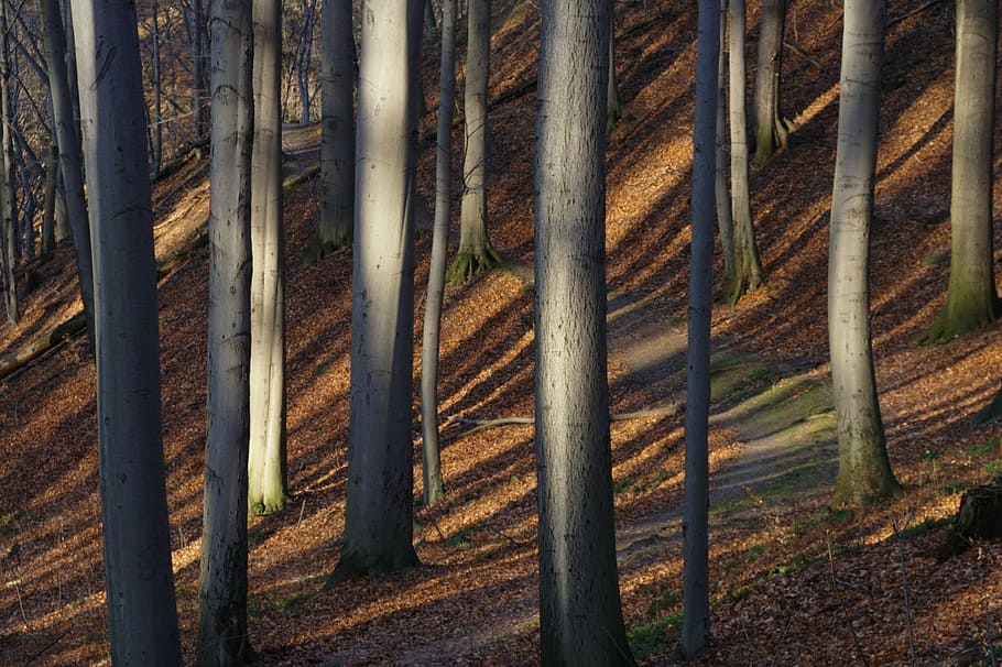 Tree Trunks, Autumn, Leaves, trees, nature, forest, no people HD wallpaper