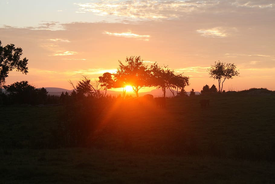 lying sun, landscape, nature, sunset, sky, tree, plant, orange color HD wallpaper