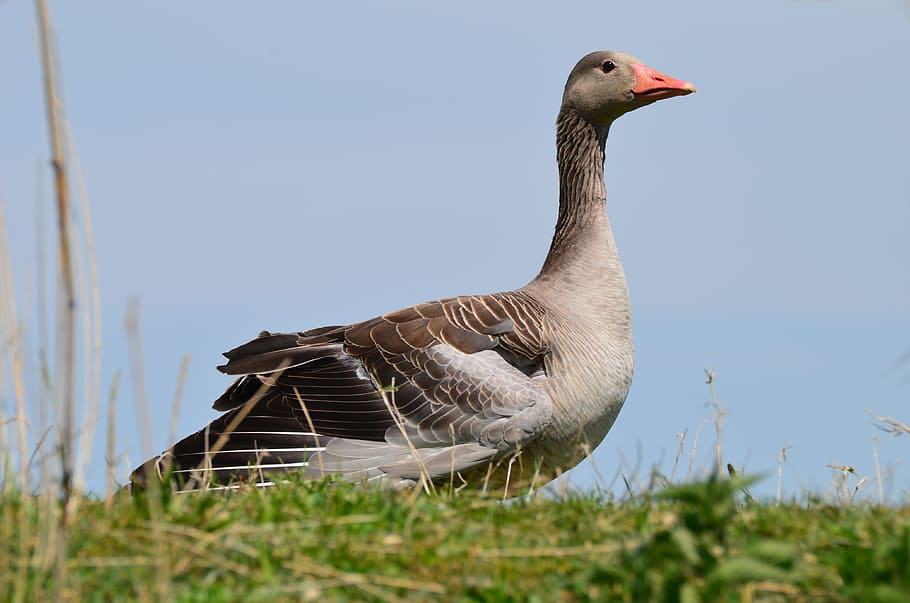 goose, nature, animal, bird, animals in the wild, animal wildlife HD wallpaper