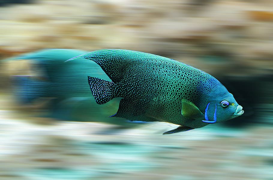 panning photography of green fish, aquarium, speed, scale, water HD wallpaper
