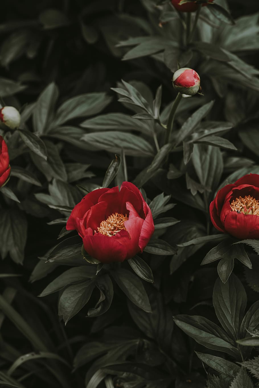 Camellia Pictures  Download Free Images on Unsplash