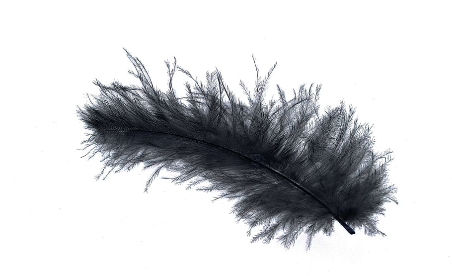 black feather, down feather, bird feather, slightly, airy, tender HD wallpaper
