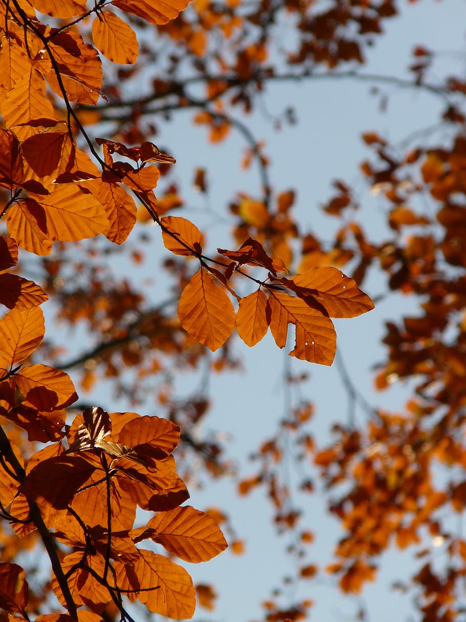 Beech, Fagus Sylvatica, deciduous tree, golden autumn, golden october HD wallpaper