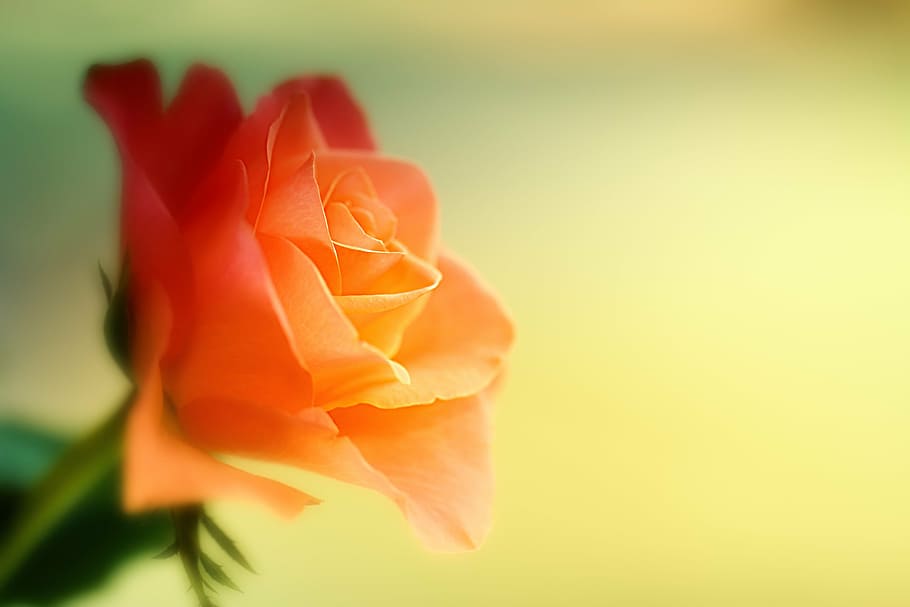closeup photo of orange rose flower, macro, blossom, bloom HD wallpaper