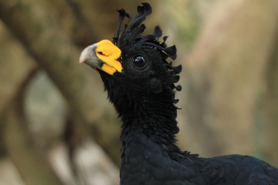 selective focus photography of small-beaked black bird, parrot, HD wallpaper