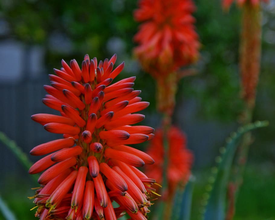 Native, Fauna, Flower, red, growth, focus on foreground, nature HD wallpaper
