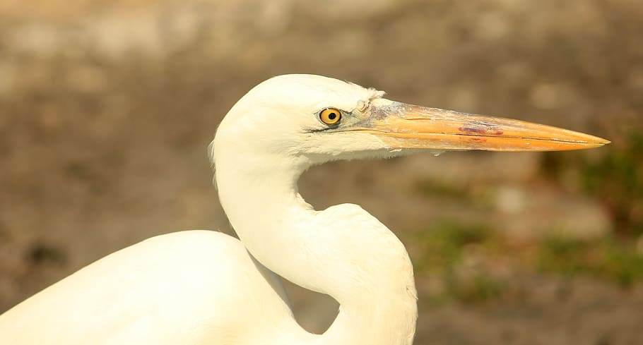 egret, bird, fly, wings, feather, wildlife, beak, dom, outdoor HD wallpaper