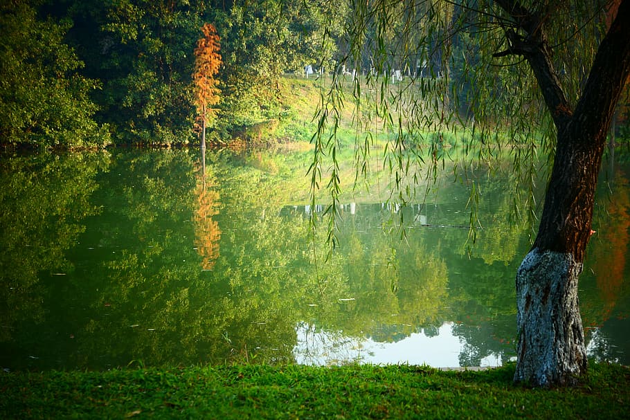 willow, lake, the scenery, nature, tree, forest, autumn, outdoors HD wallpaper