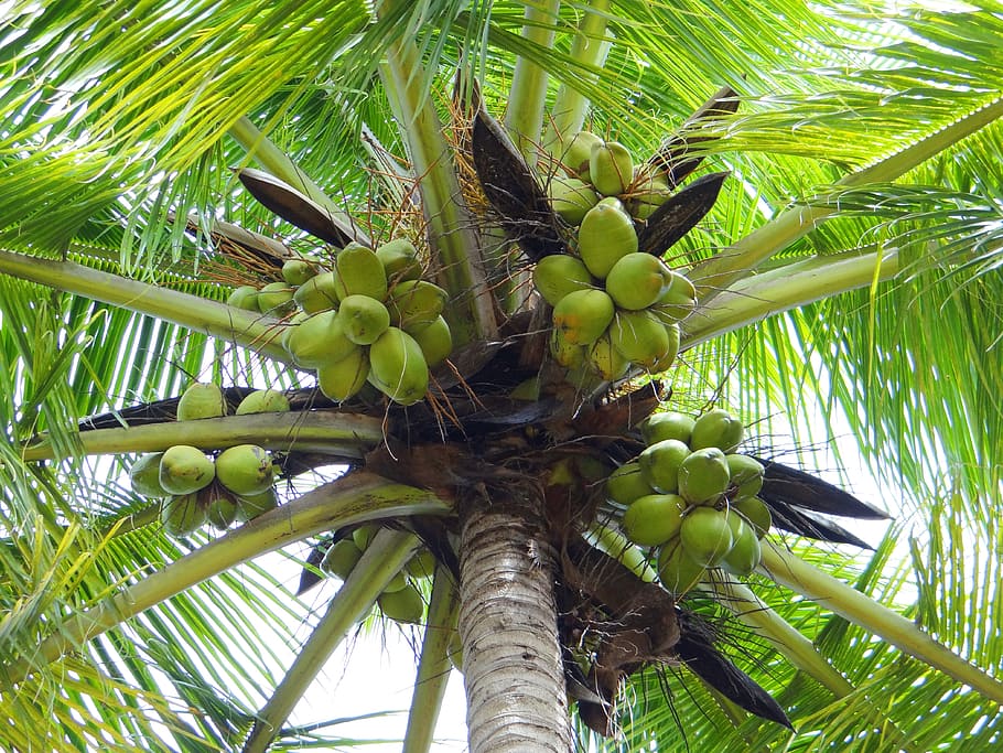 HD wallpaper: low angle photo of coconuts in coconut tree, coconut palm,  dharwad | Wallpaper Flare