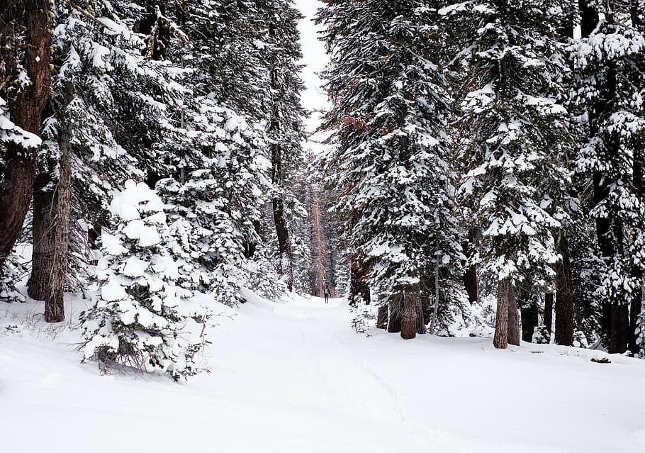 green pine trees covered with snow, daytime, plants, nature HD wallpaper