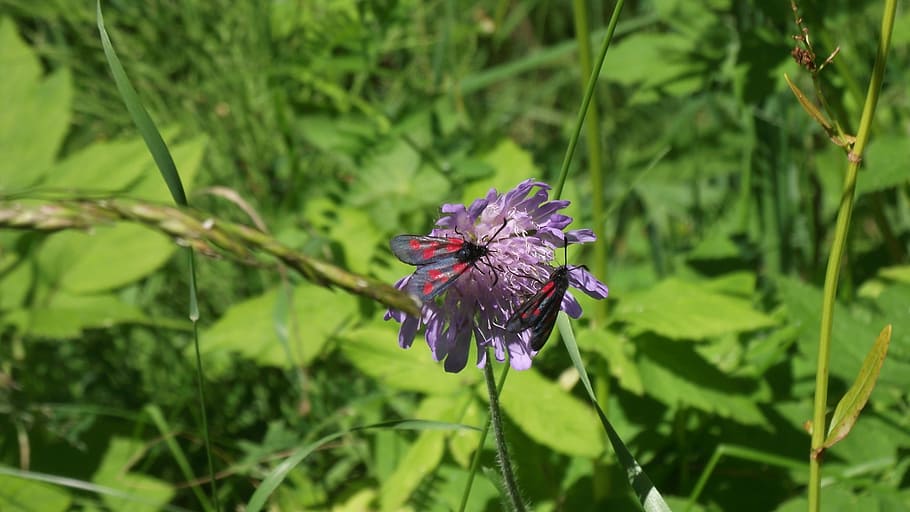 bugs, flower, summer, green, purple, nature, plant, close-up HD wallpaper