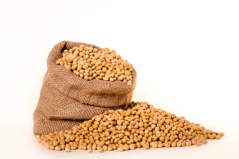 soybeans-plants-seeds-bag-thumbnail.jpg