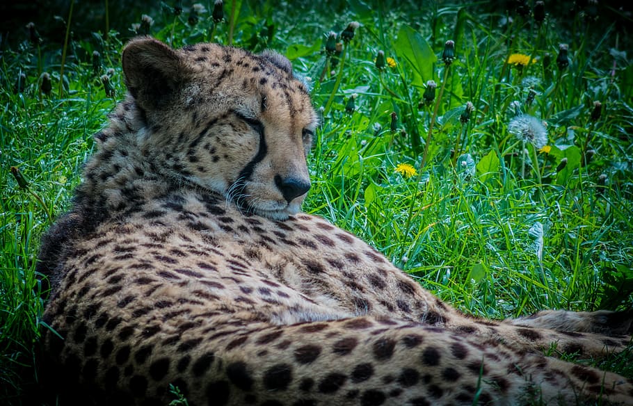 cheetah, cat, predator, speckles, grass, relaxation, looks, HD wallpaper