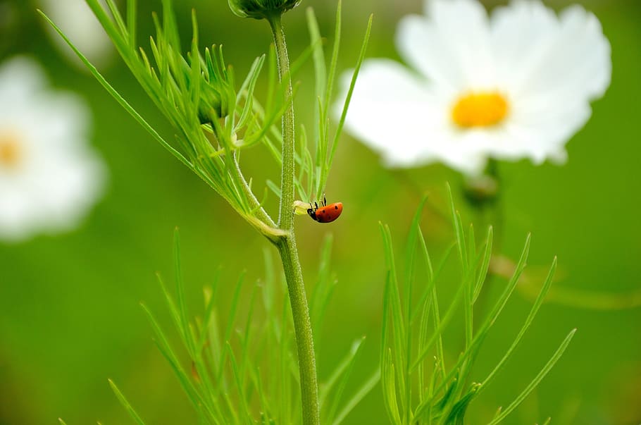 ladybug, flower, nature, grass, invertebrate, insect, animal themes HD wallpaper