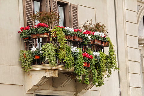 red and white flowers on the balcony, window box, architecture HD wallpaper