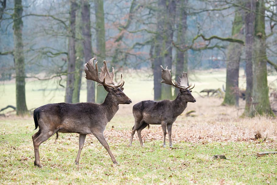 two brown bulks, fallow deer, dama dama, forest, wild, nature HD wallpaper