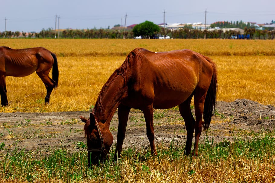 Horse, Fields, Brown, Nature, Animal, mare, foal, nag, gelding HD wallpaper