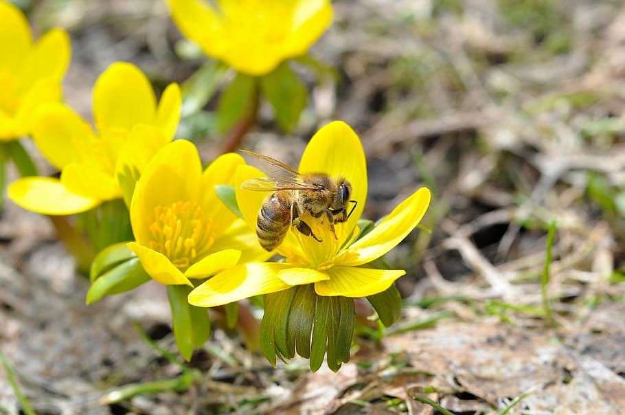 winter linge, bee, insect, flowers, blossom, bloom, yellow, HD wallpaper