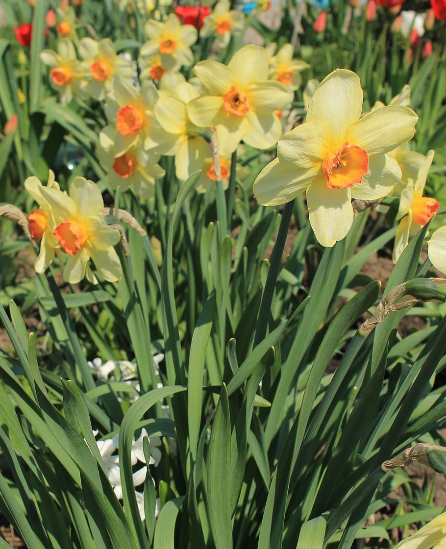 flower, yellow, daffodil, spring, bloom, blooming, garden, nature HD wallpaper