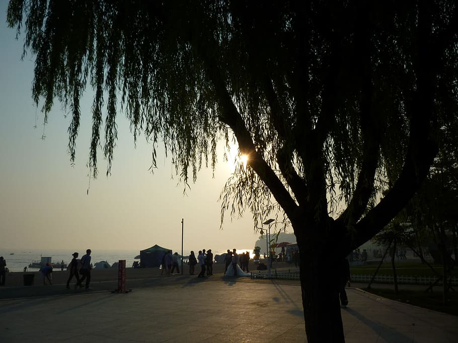 China, Dalian, Evening, Sunset, Tree, evening sunset, organic HD wallpaper