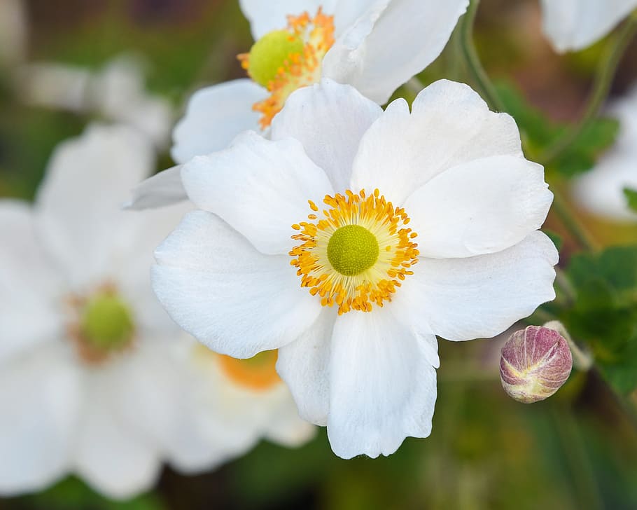 flower, white, button, yellow, macro, flowering plant, fragility HD wallpaper