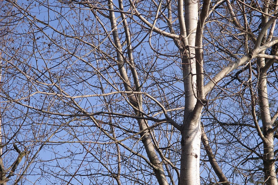 trees, branches, spring, bare tree, plant, sky, low angle view HD wallpaper