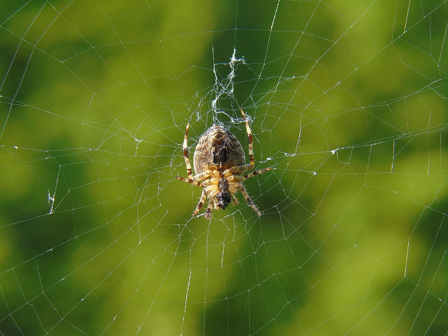 spider, araneus, web, cobweb, nature, garden, animal, prey, HD wallpaper
