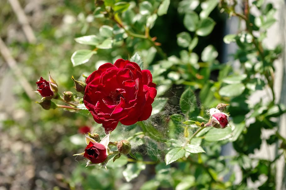flower, rose red, plant, beauty in nature, flowering plant HD wallpaper