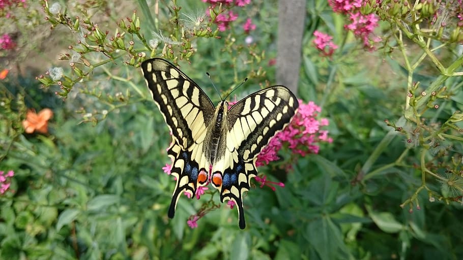 butterfly, swallowtail, nature, insect, flower, garden, papilio machaon HD wallpaper