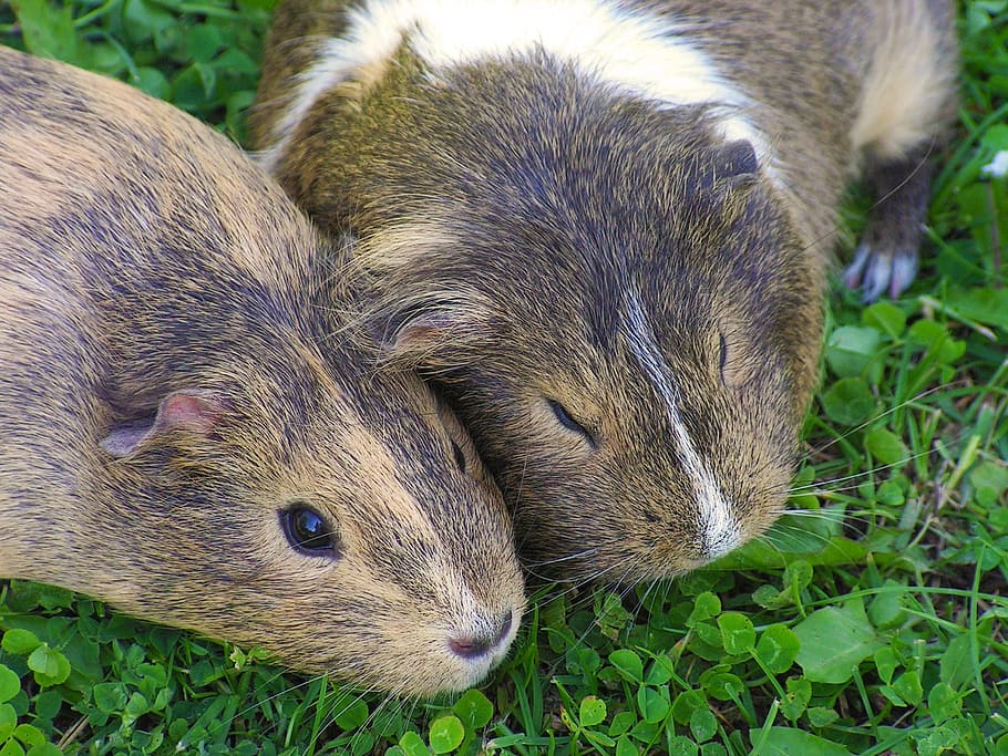 Guinea-Pig, Female, Pigs, two, guinea pigs, agouti, lying, dormant, HD wallpaper