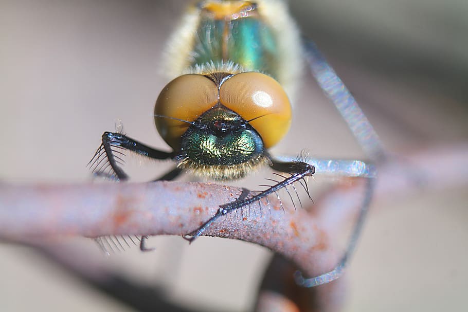 insect, nature, closeup, invertebrate, close-up, animal themes HD wallpaper